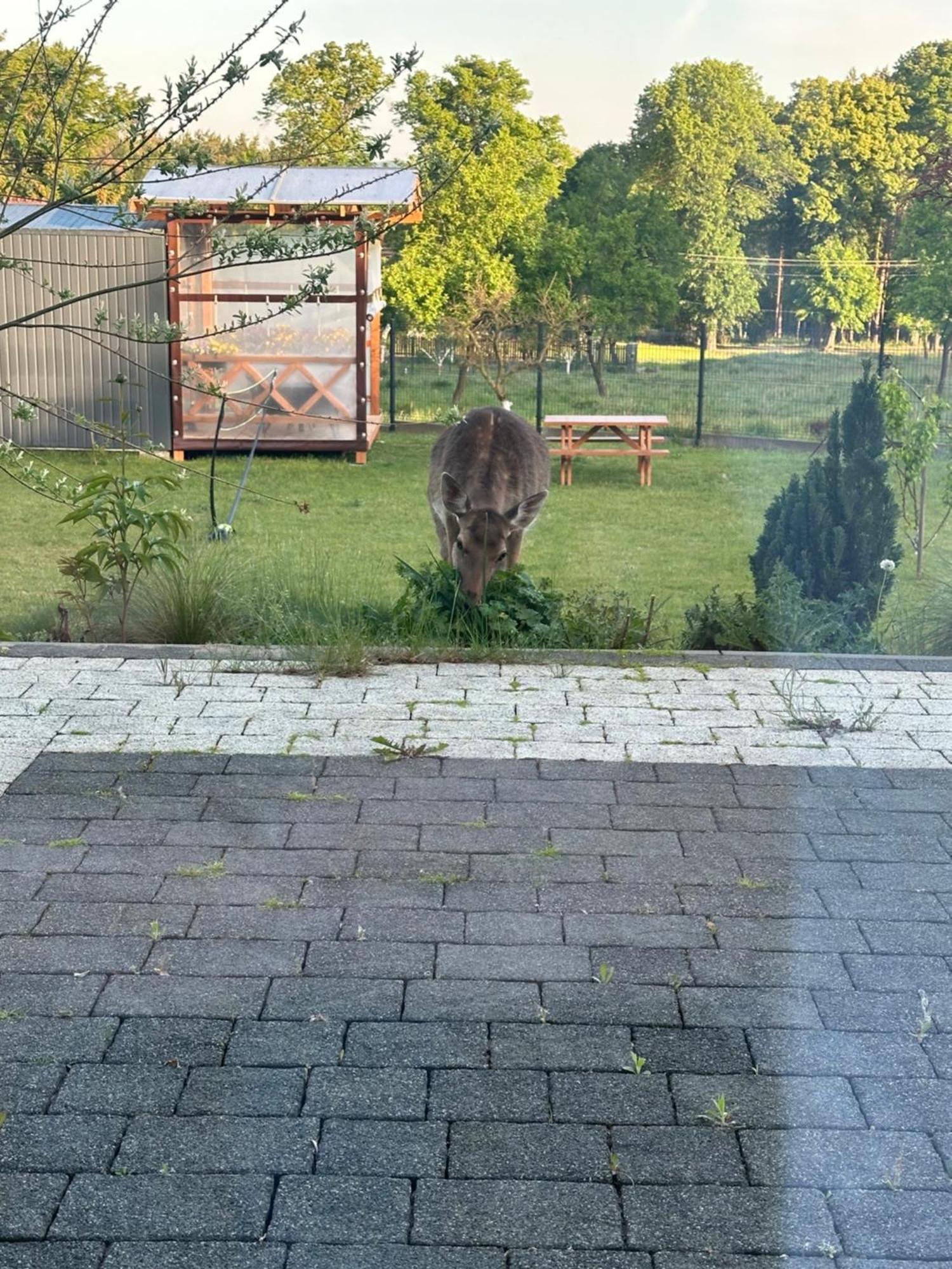 Swiety Spokoj Bielinek Cedynia Exterior foto